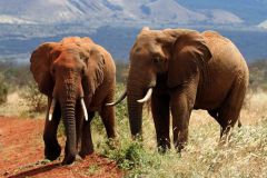 sloni na Tsavu