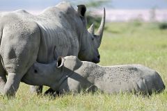 nosorožci
